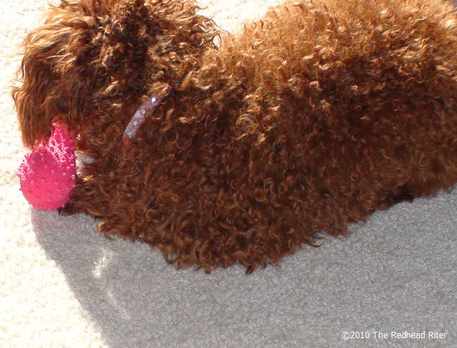 Bella the redhead dog