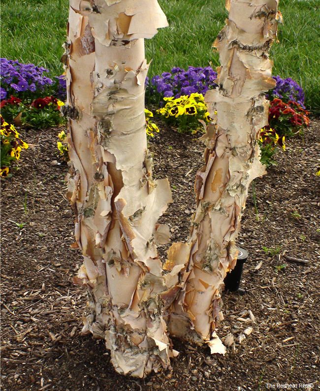 peeling tree bark