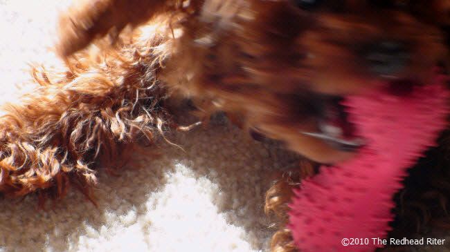 Bella the redhead dog