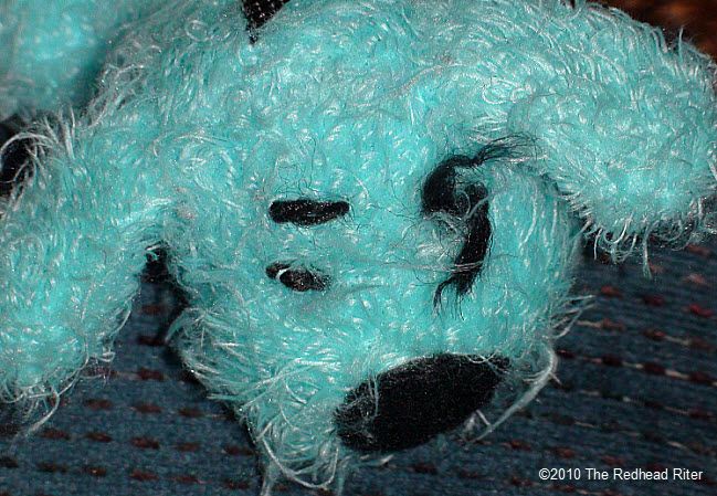 turquoise dog