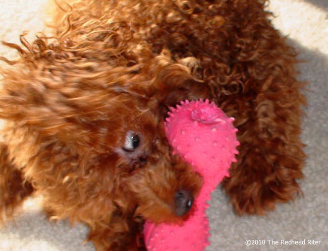 Bella the redhead dog