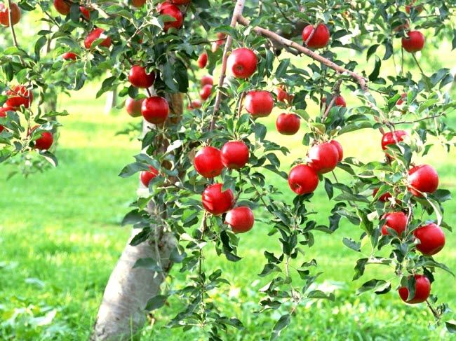 apples hanging on the tree