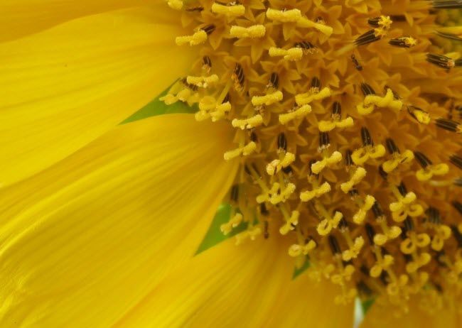 flower and pollen