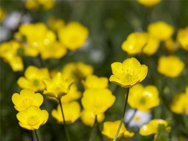 buttercup flower