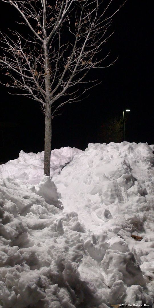 tree in deep snow