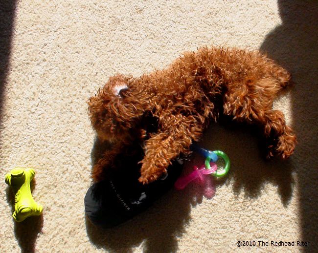 Bella the redhead dog