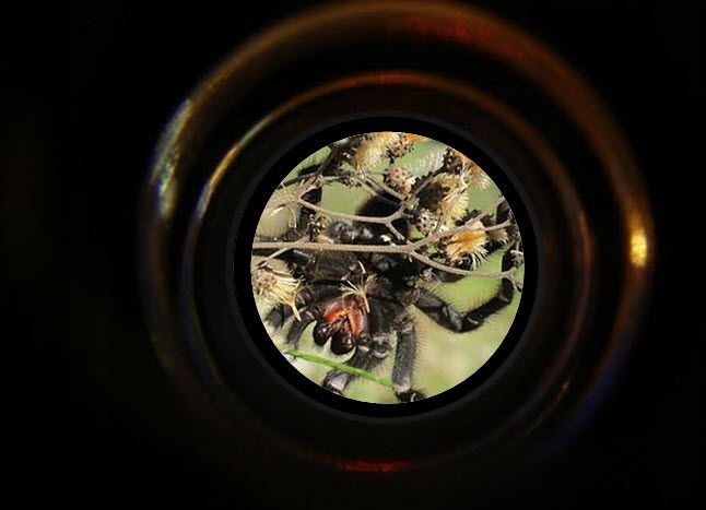 At The Farm: Tarantula Alert!