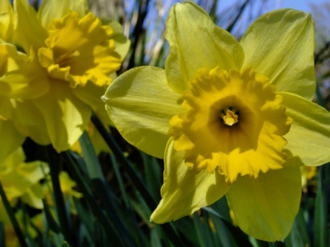 daffodil