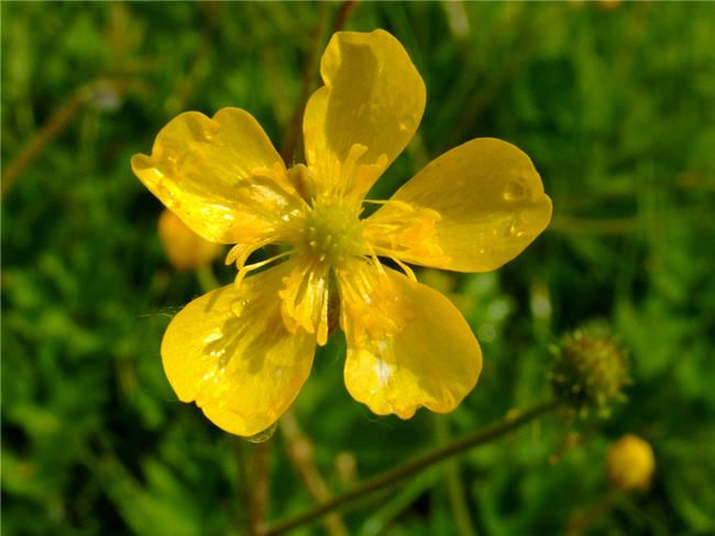 buttercup flower