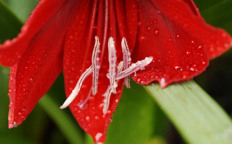 red flower