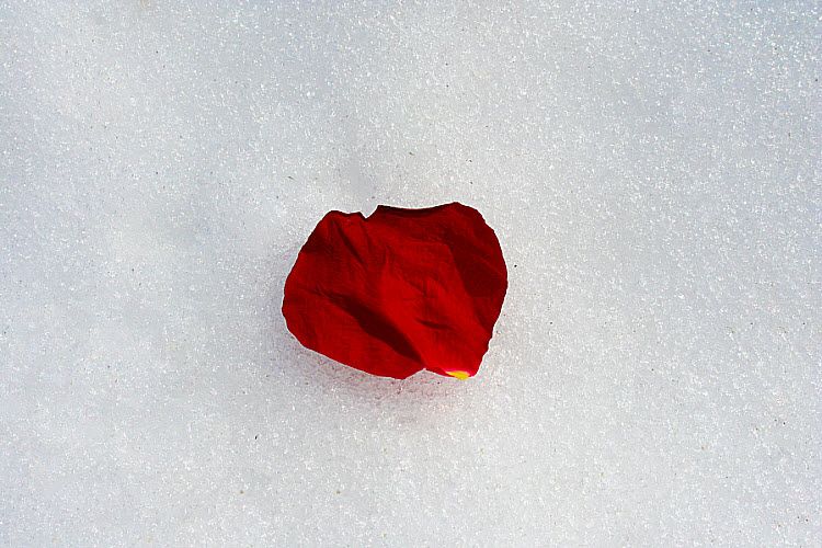 red rose petal in snow