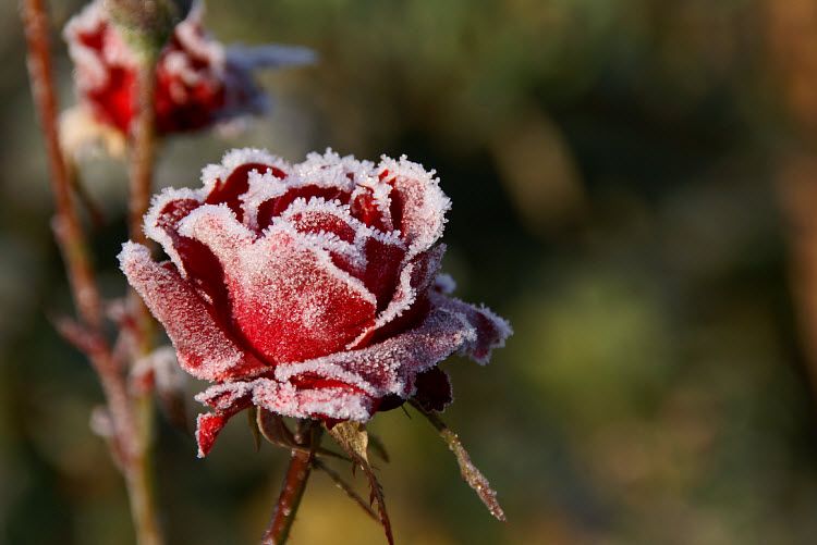 icy red rose
