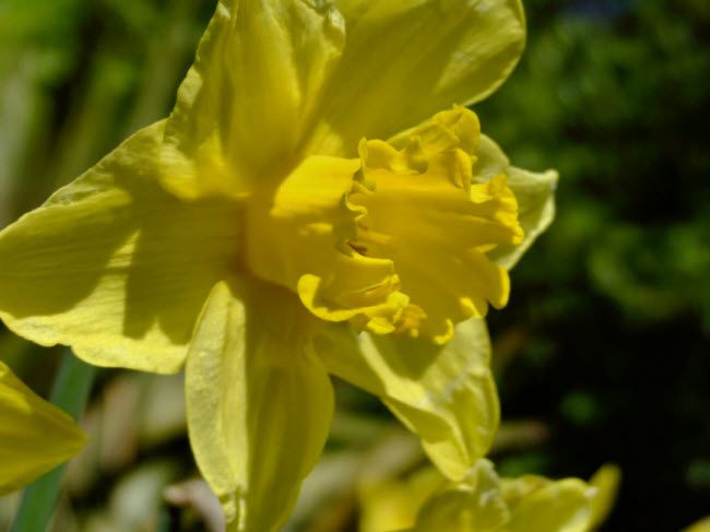 daffodil