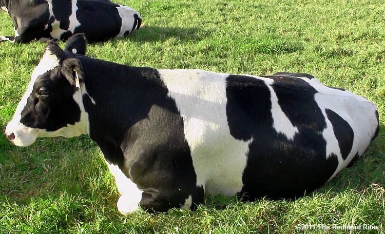 Cow