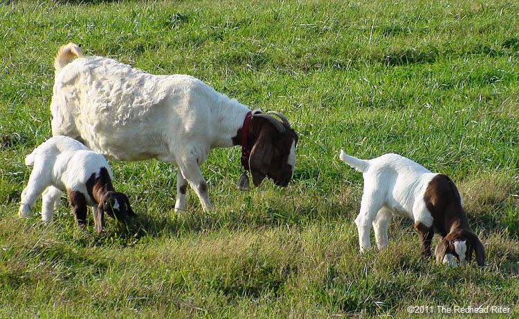 Goats on Graves Mountains