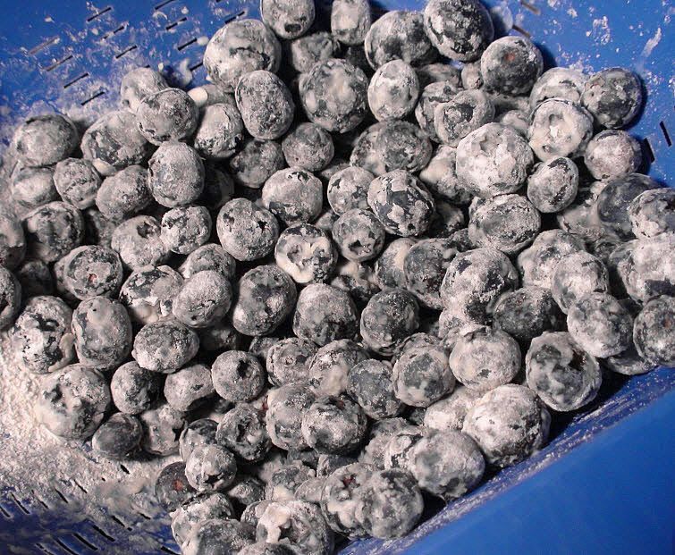 coat blueberries with flour