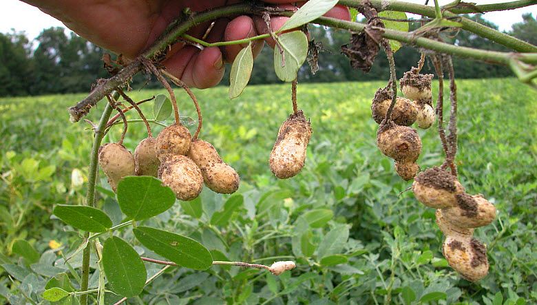 picked peanuts