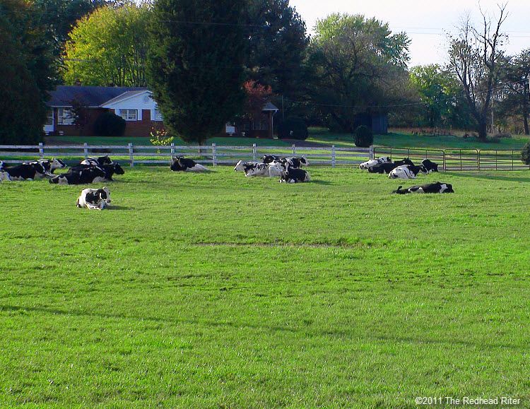 Cows napping