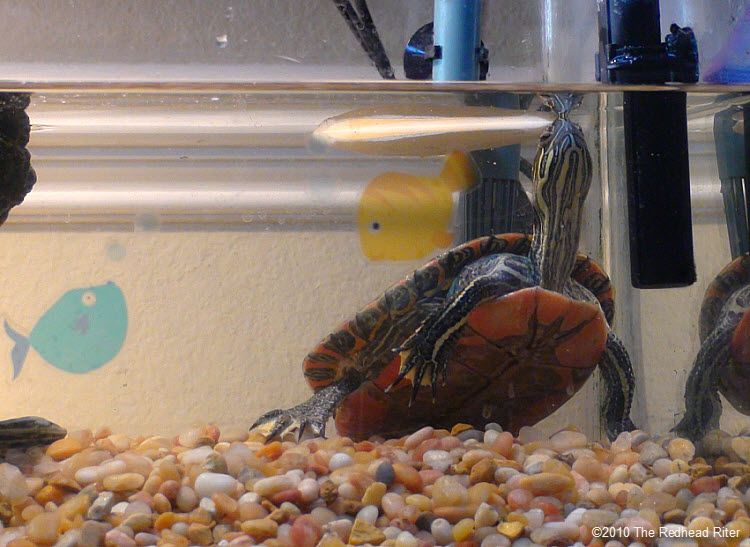 Turtle looking at his calcium stick