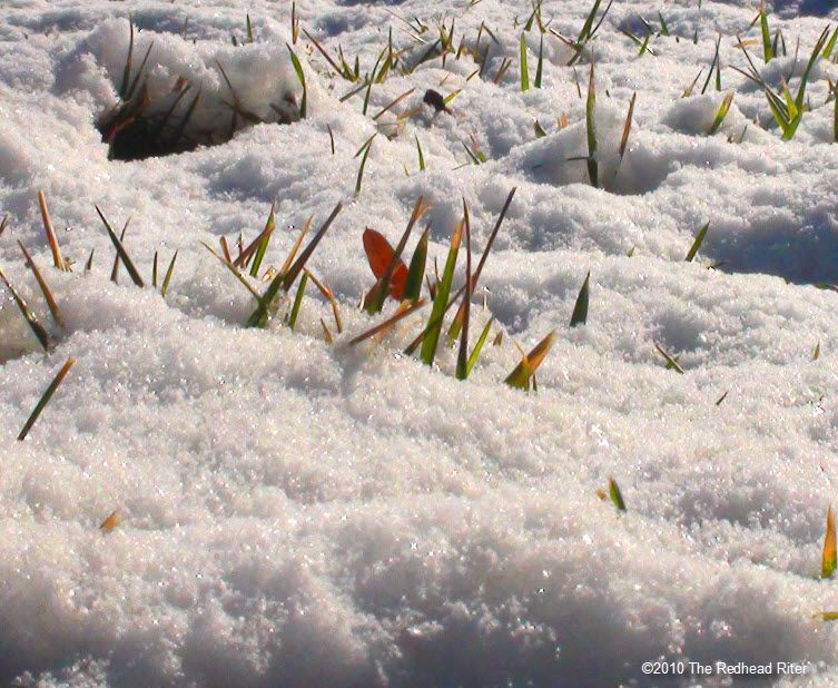 grass peeking out of the snow