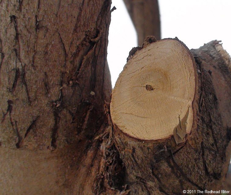 Pruning exposes the tree within.