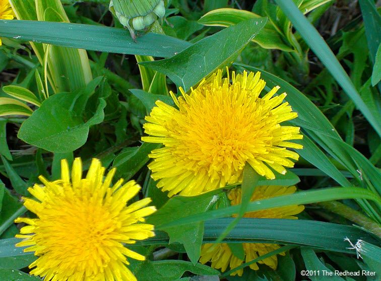 grass and dandelions
