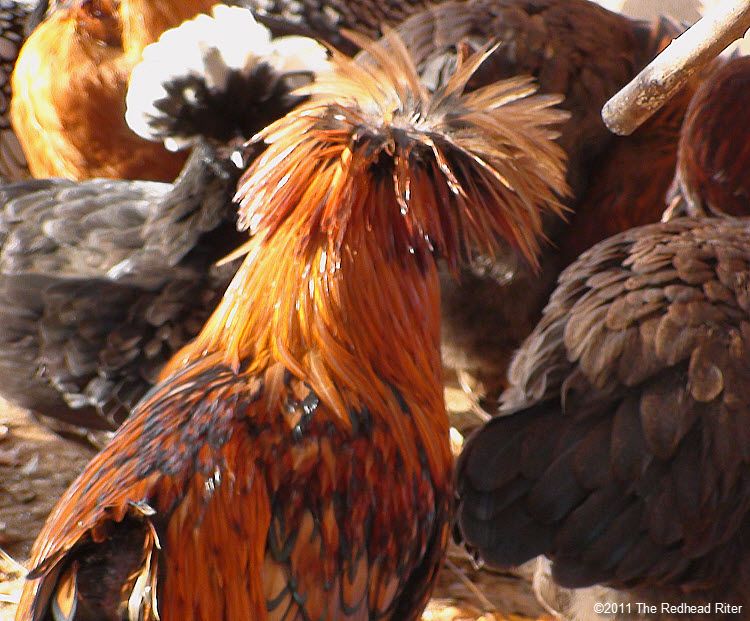 The redheaded hen has a fancy do!