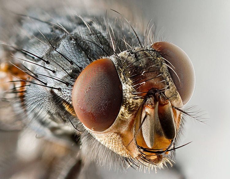 You can catch more flies with honey than vinegar