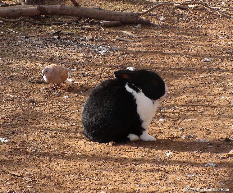 Little bunny On Grave's Mountain