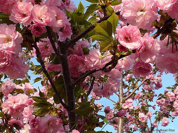 Gorgeous pink flowering tree