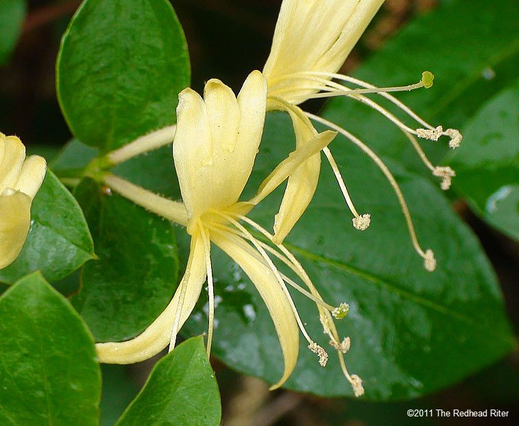 Honeysuckles have nectar