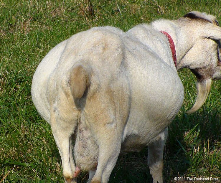 Goats on Graves Mountains