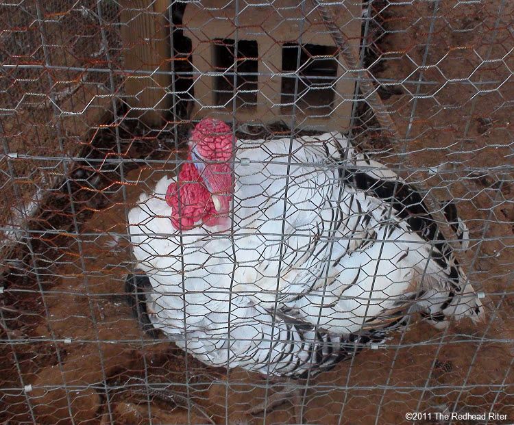 Turkey on Graves Mountain