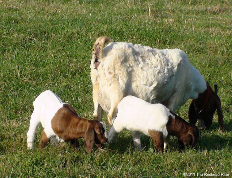 Goats on Graves Mountains