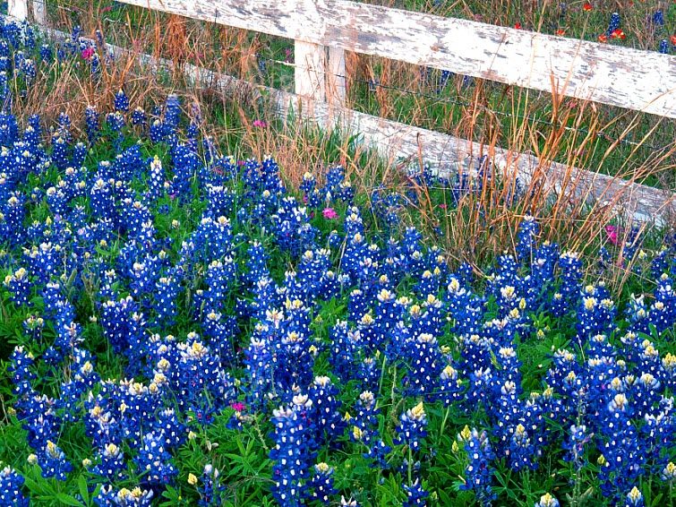 bluebonnets in Texas