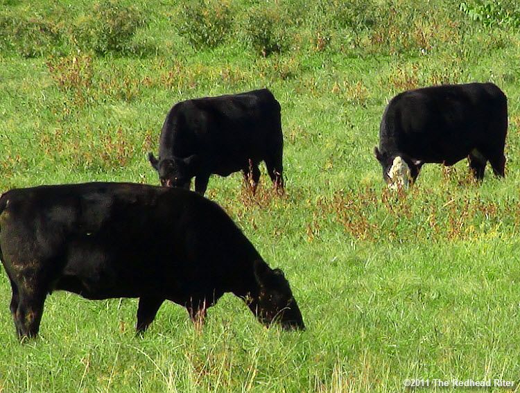 Cows grazing