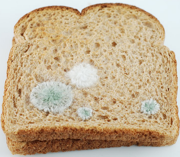 mold toast art