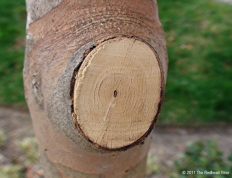 Pruning shows the circles of life.