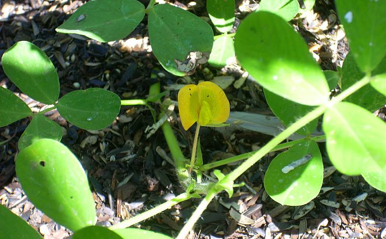 peanut flower