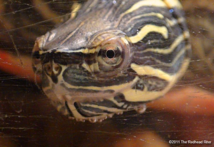 Turtle, up close and personal