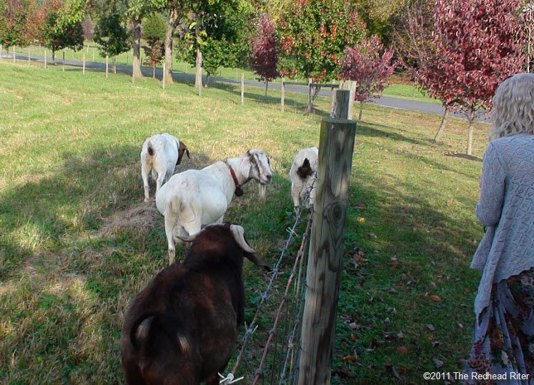 Goats on Graves Mountains