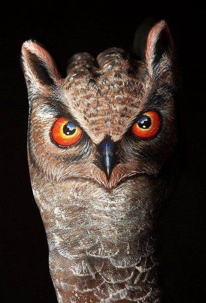 owl