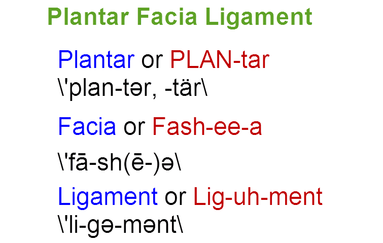 pronunciation of Plantar Fascia Ligament