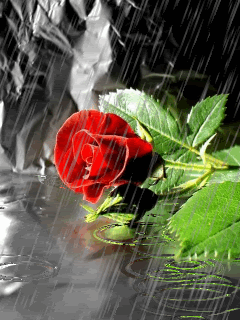 raining on red rose
