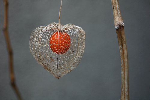 Chinese Lantern gone to seed