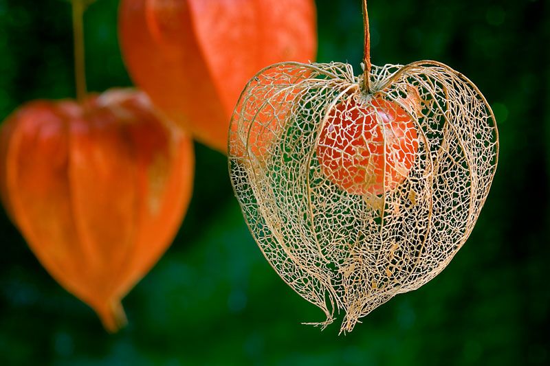 Chinese Lantern gone to seed