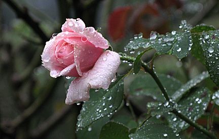 pink rosebud with raindrops