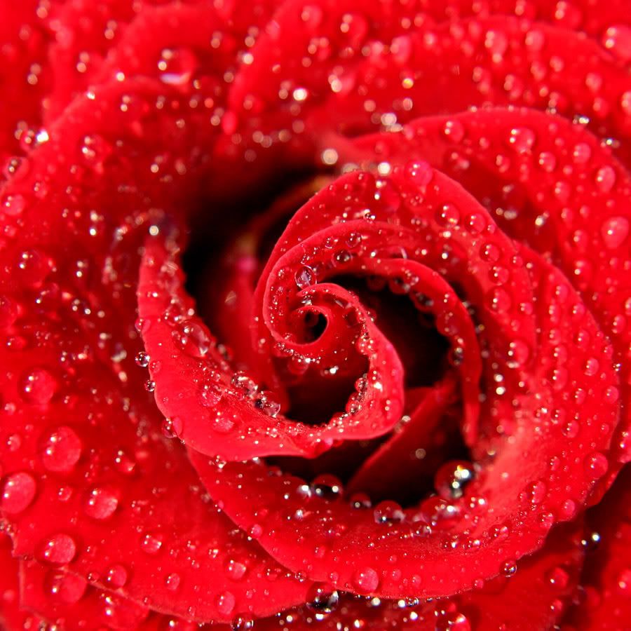 full red rose with raindrops