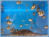 striped fish in a tank